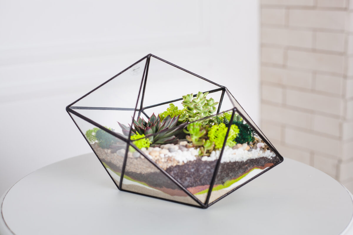 Terrarium mit sonnigem Standort